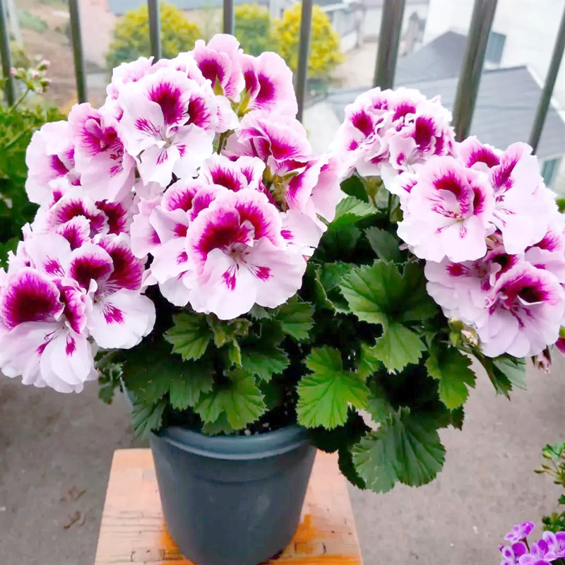 Large-Flowered Geranium Flower Seedlings, Double-Flowered Courtyard Balcony, Four-Season Flower Potted Plants, Living Room, Easy to Feed Flowers and Green Plants