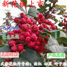 陇南武都大红袍花椒甘肃无籽麻椒粒干花椒粒新鲜麻椒调料餐饮批发