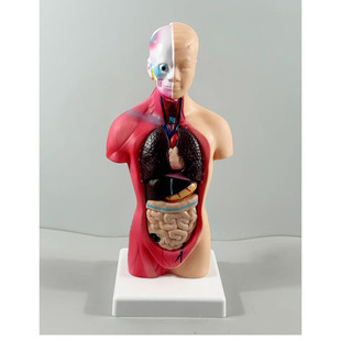 ���a���w���K����ģ�� �t�W�̾�����ϵ�y�Y�����wģ�� 28CM�|��B