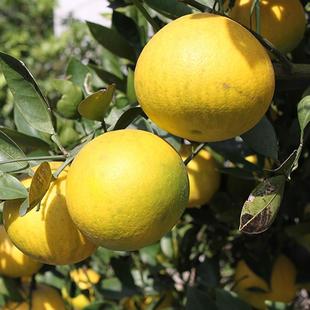 �����m ��ɽ�����m �޽����Ә��m ���������ӹ��䮔��Y��