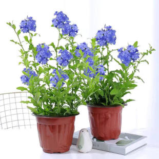 �{ѩ�������ٱ�������ֲ���mѩ���������҃��̨ͥԺ�����ļ�����