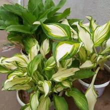 һ�����l��߅�������Դ�����~ֲ�ﻨ���ͺ��҃ȵ�����ꎶ�����