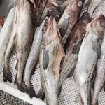 新鲜带头鳕鱼俄罗斯鳕鱼原料深海鳕鱼冷冻鳕鱼海鲜水产