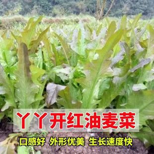 �ϼt�_�������˷N�Ӽt���~�������ļ����͟������~�Ӳ˼t����