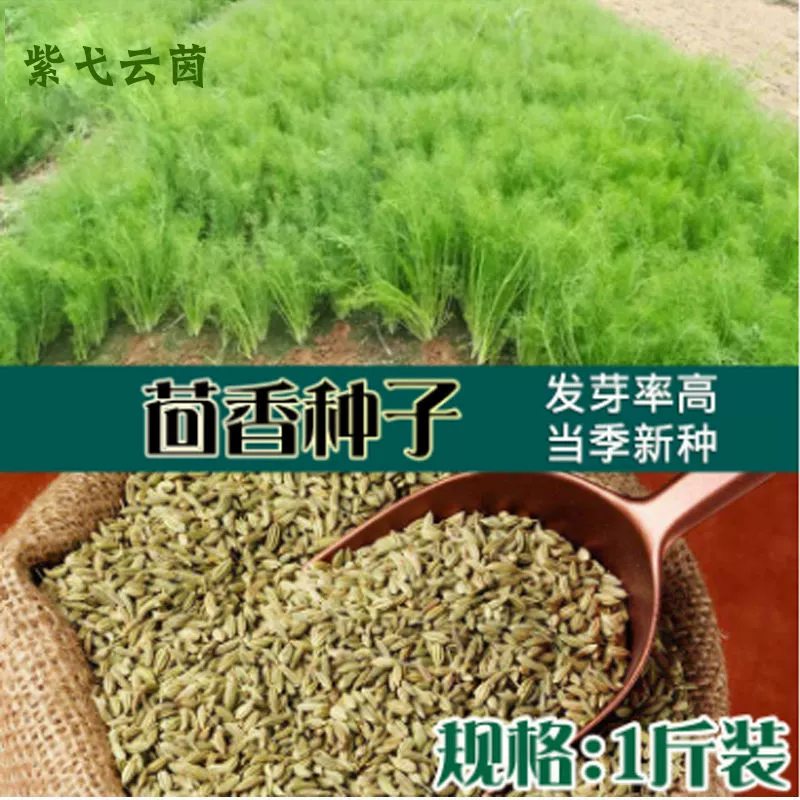 Семена фенхеля по фунту для посадки в горшках на балконе, легко выращиваемые семена фенхеля для всесезонных овощей.