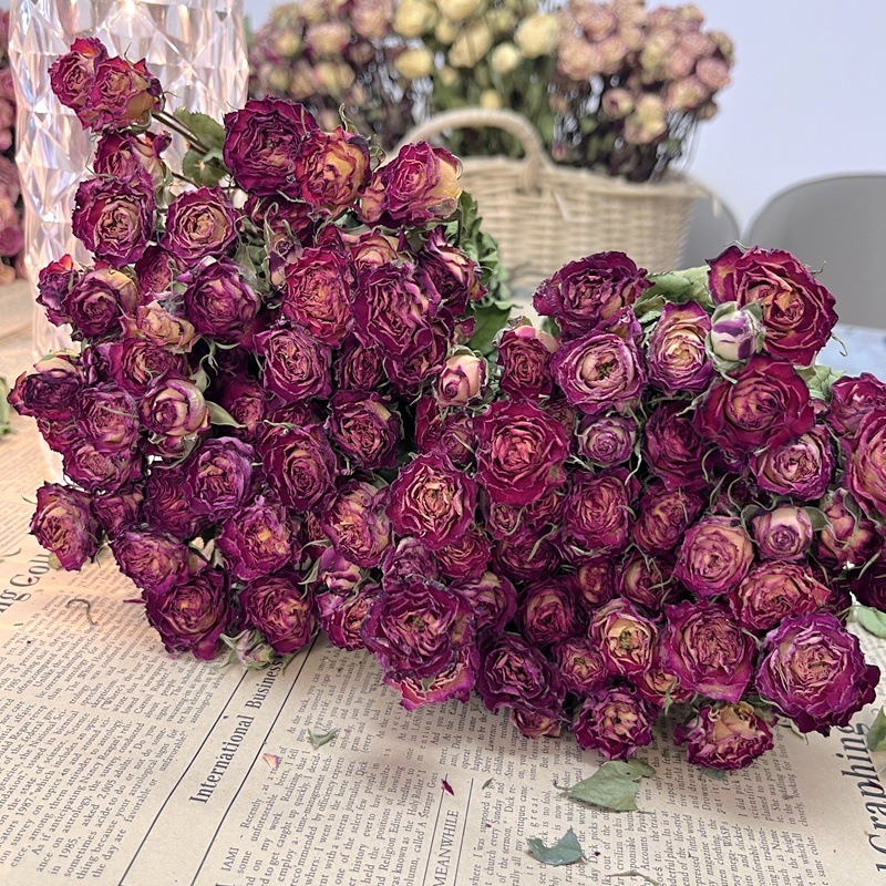 앨리스 + 무료 장미 35송이 이상