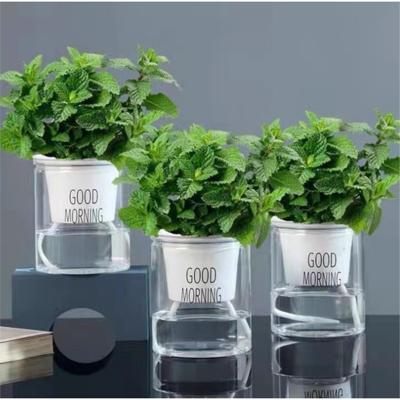 Original soil mint + absorbent basin + fertilizer [three pots]