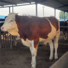 西門塔爾牛多少錢 肉牛犢價格 肉牛養殖場供應改良牛苗 懷孕母牛