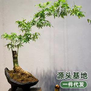 [支持代发小叶簕竹盆栽   基地现货批发 全国发货盆景室内绿植]
