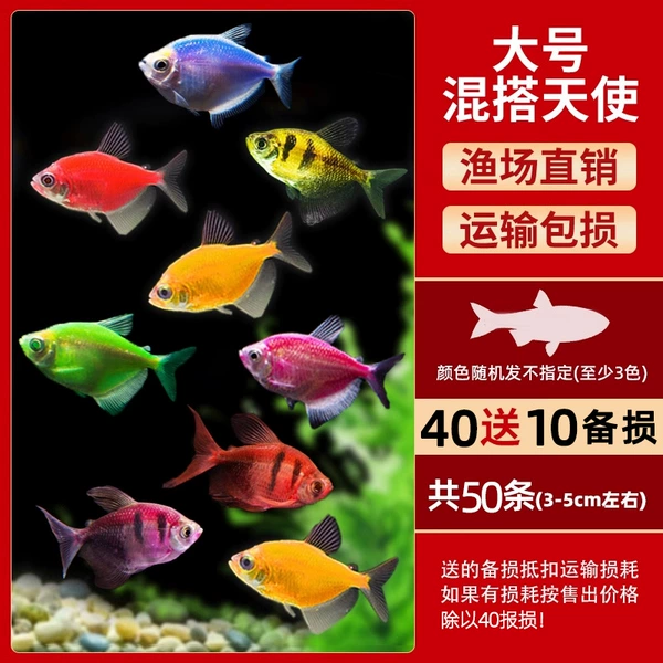 Large quality at least three-color angels 40 free 10 rounds of 50 pieces (3-5cm) + fish food free of charge