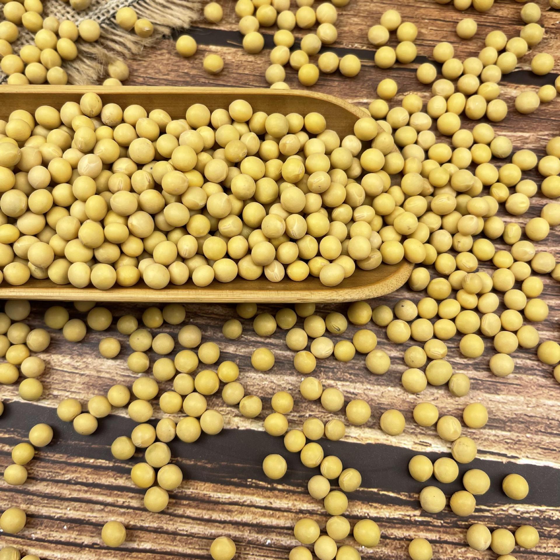 批发中粒黄豆芽豆 红丰16 东升一号生豆芽黄豆中粒豆100斤不包邮|ru