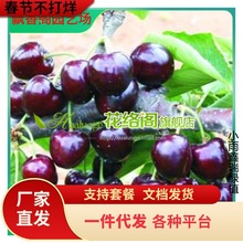 吉塞拉矮化樱桃苗批发 吉塞拉矮化6号砧木苗12号 17号 y1樱桃砧木