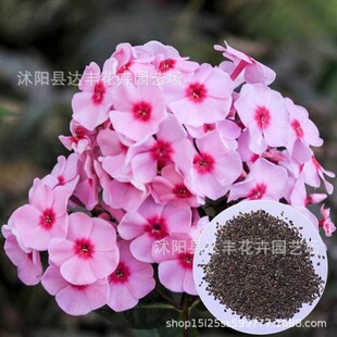 �������N�����l����t����ɽ���ġ�С���{���� ����ֱ�l����ă�