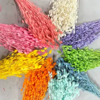 蝇子草家居装饰永生花干花束配材DIY材料云南厂家直销手工花
