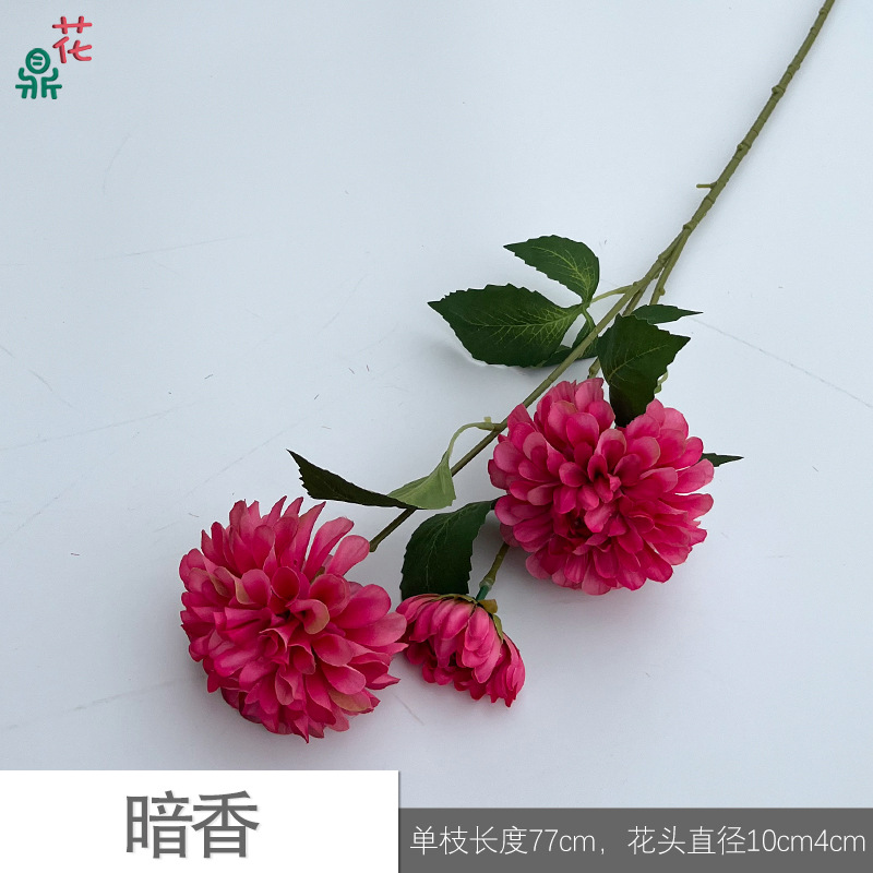 어두운 향기 Y 로즈 레드