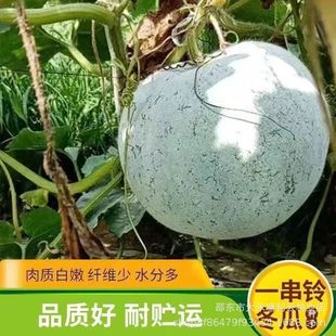 һ���С���ϷN���ļ���Ƥ�߮aС������ͥԺ�̨���Դ����߲˷N��