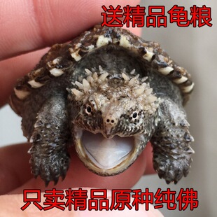 ԭ�N�����{�������{�~��������{�������s����С�{����������
