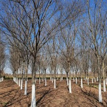 榉树基地直销苗圃现挖园林绿化行道树风景树 红榉树 工程绿化树苗