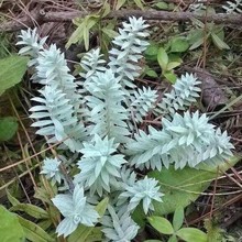 ¹�ײ� ����˪ ǧ�갬  ǧ���� �����ǰ׵������؛��؛