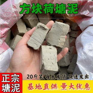 �������������N���N��˯ɏ��ɏ�~��ˮ���߲˷Nֲ�������Nֲ��
