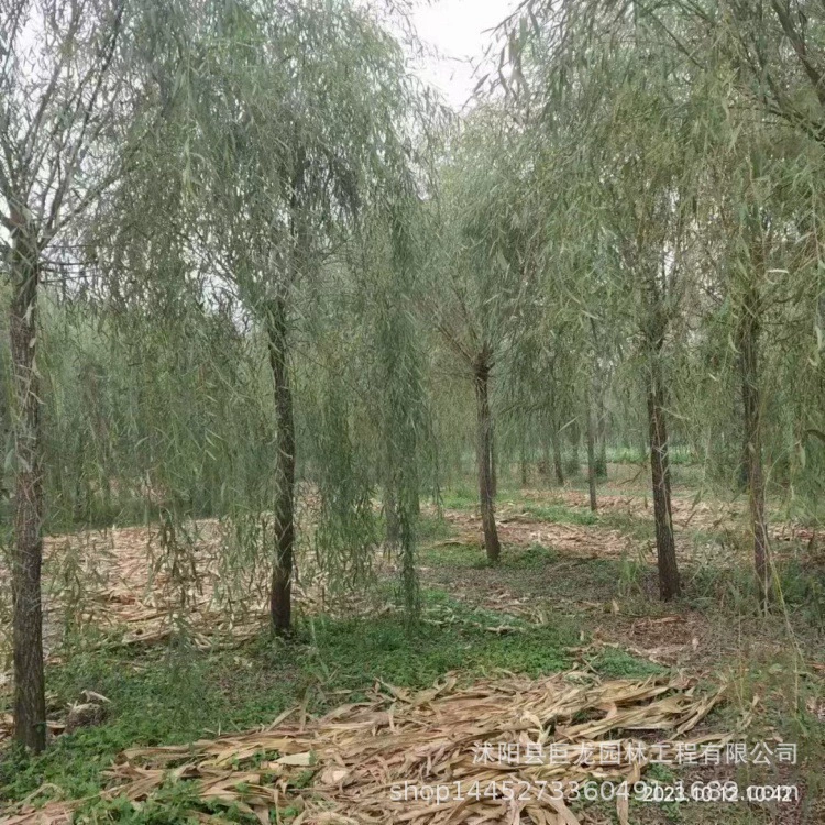 Золотая ива, золотая шелковая ива, саженцы ивы, ветви ивы, саженцы ивы, саженцы ивы, бамбуковые ивы