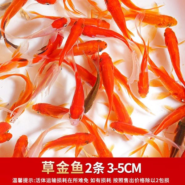 [草金鱼2条 3-5CM]