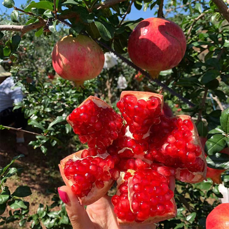 bf38e88b2c61d4048628b7437d1d10