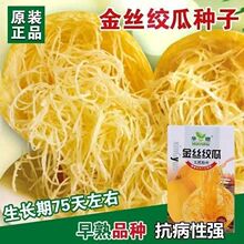 金丝绞瓜种子天然粉丝南瓜种凉拌金丝瓜四季阳台金丝搅瓜蔬菜种子