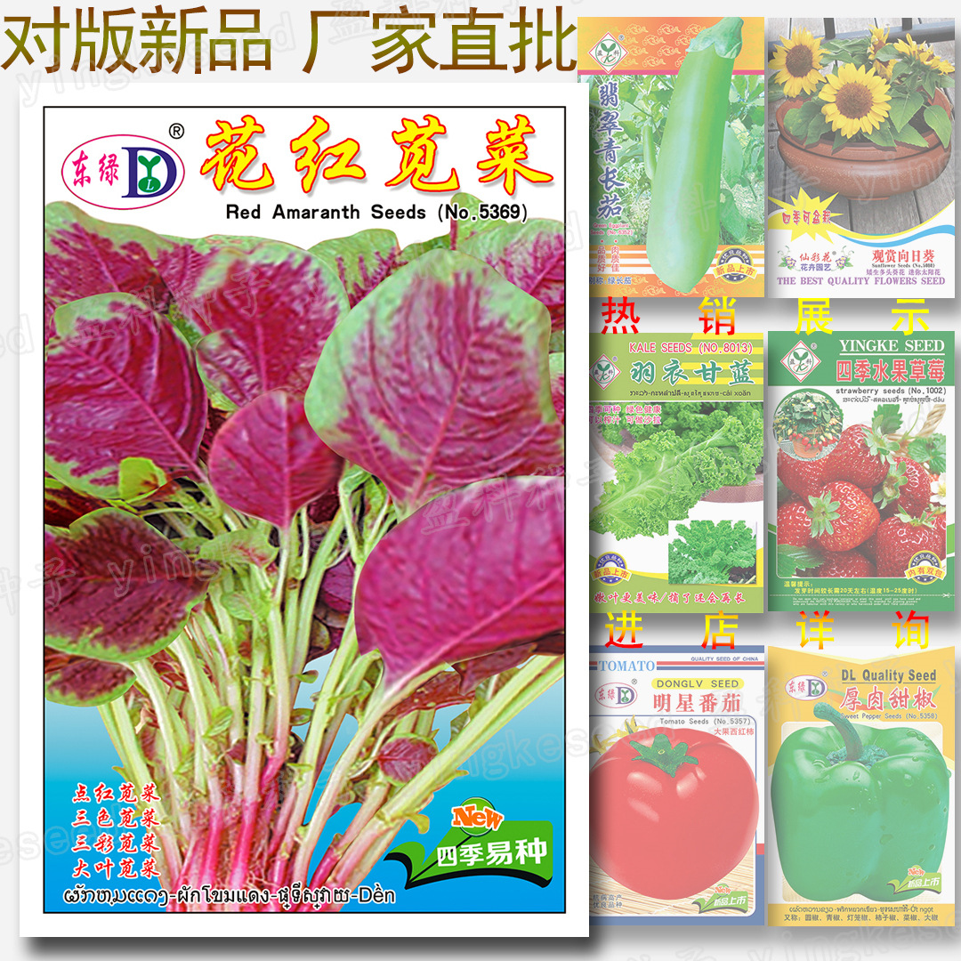 花红苋菜种子 四季鲜嫩 蔬菜种子批发 寒菜 红菜 三色苋 旱菜种子