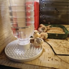 跨境爆款芦丁鸡雏鸡防溺水喂水器小鸡喂水器宠物饮水器自动流水