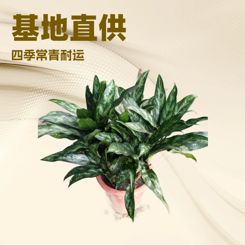 Исходная база продает большое количество офисных домашних листьев зеленых растений Black Beauty Evergreen Garden цветы в горшках оптом