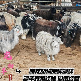 ����������Xһֻ ���@���^٪���������� ��B�����H�˻���������