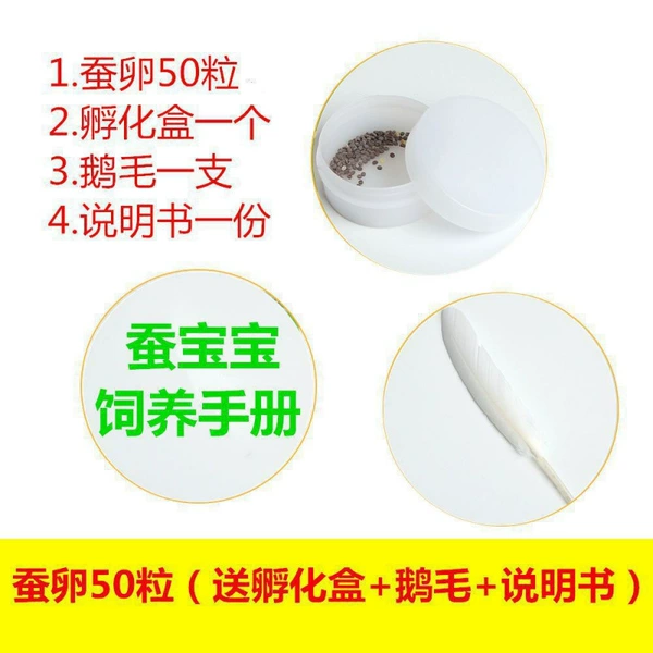 Silkworm eggs 50 + hatching box