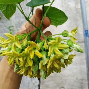食用夜香花 夜兰香苗 藤本夜来香花菜千里香 夜兰花 驱蚊植物盆栽-阿里巴巴
