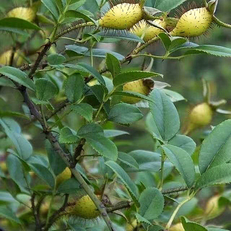 Wild Jin Ying Zi Dried Cherokee Rose Fruit 金樱子 for Herbal Wine and Decoctions 360g key features