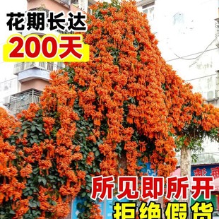 Firecracker Flower Climbing Plant Firecracker Flower Large Seedling Old Stump Blooms All Year Round Balcony Courtyard Can Grow Vines Climbing Florals