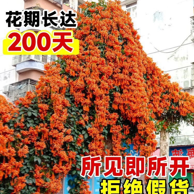 炮仗花爬藤植物鞭炮花大苗老桩四季开花阳台庭院可种藤本攀援花卉