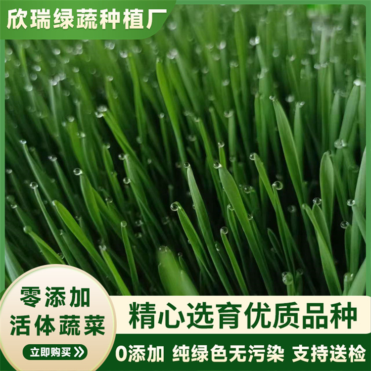 小麦苗种燕麦种子耐寒耐涝高产量盆栽大田农家蔬菜种子