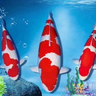 �t�״�����ɫ�\���^�p�~���N��Ʒ��ȸ�x���ڰ��S����������ˮ�~