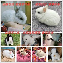 兔子活体垂耳兔猫猫兔侏儒兔长不大迷你茶杯兔宠物兔宝宝活体纯种