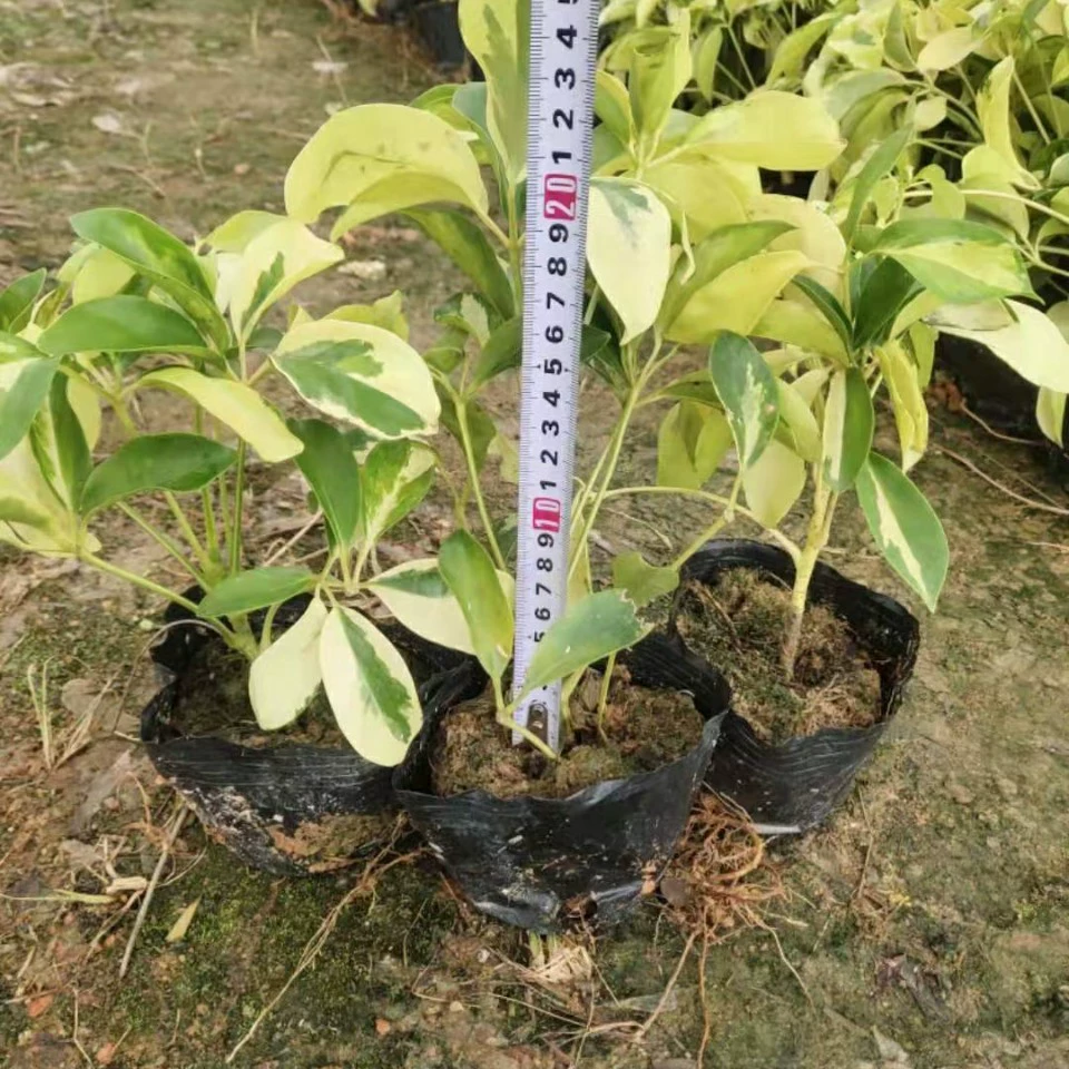 2109 база оптовая поставка цветочных листьев утиные ножки 10-60cm высокая сумка саженцы горшки с восемью листьями гусиные палочки