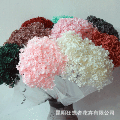 云南源头厂家A级单枝永生安娜绣球直径20cm亚马逊外贸干花束专供