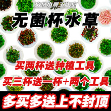 无菌杯水草鱼缸造景植物迷你牛毛水兰天胡荽辣椒榕水榕矮珍珠椒草