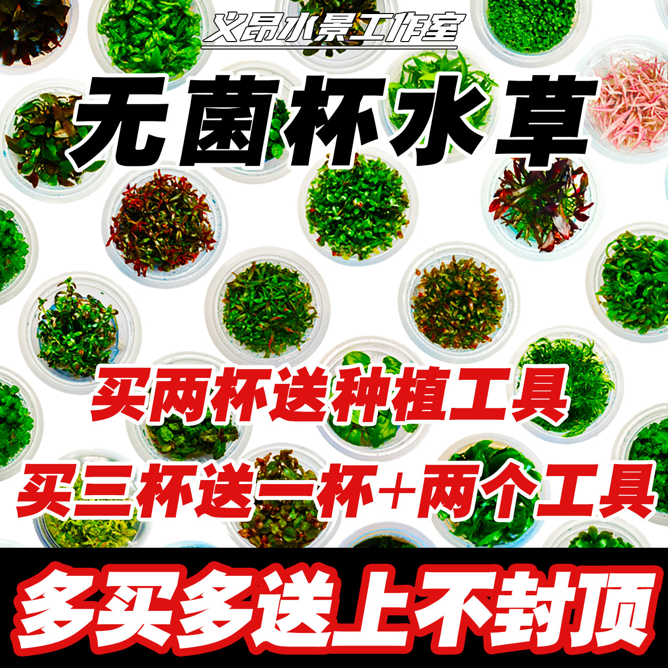 无菌杯水草鱼缸造景植物迷你牛毛水兰天胡荽辣椒榕水榕矮珍珠椒草