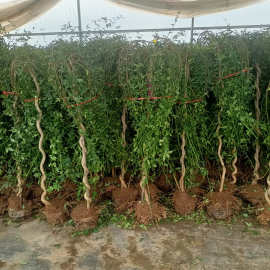 迎春花树苗盆景高杆探春花庭院盆栽攀援爬藤垂吊类花卉报春花植物