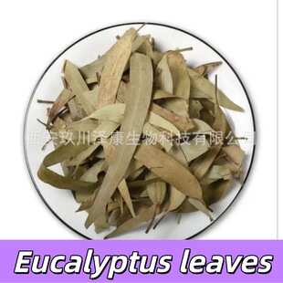 Eucalyptus leaves ����~�{����~ �ȼ����~ ���l