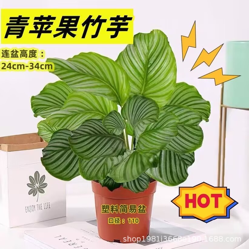 水培植物青苹果竹芋绿植盆栽四季常青室内办公桌好养喜阴净化空气