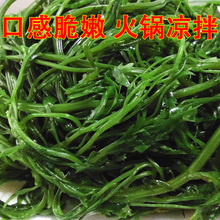 批发鞭炮笋新鲜海藻羊栖菜火锅凉拌菜海草火炮菜长寿菜荣成盐渍马