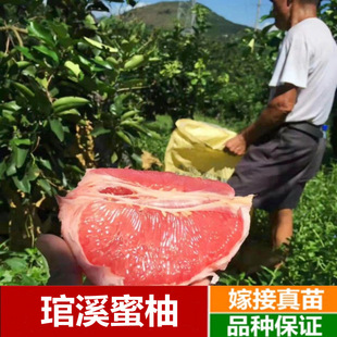 ���Ә���t�ļt�����ּ޽ӬgϪ���ֹ�������Ϸ������Nֲ����Y��