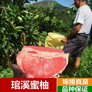 柚子树苗红心红肉蜜柚嫁接琯溪蜜柚果树果苗南方北方种植当年结果